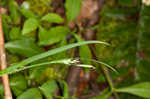 Broad looseflower sedge